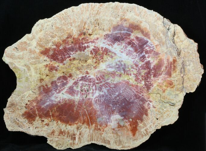 Wide, Salmon, Pink Arizona Petrified Wood Slab #41622